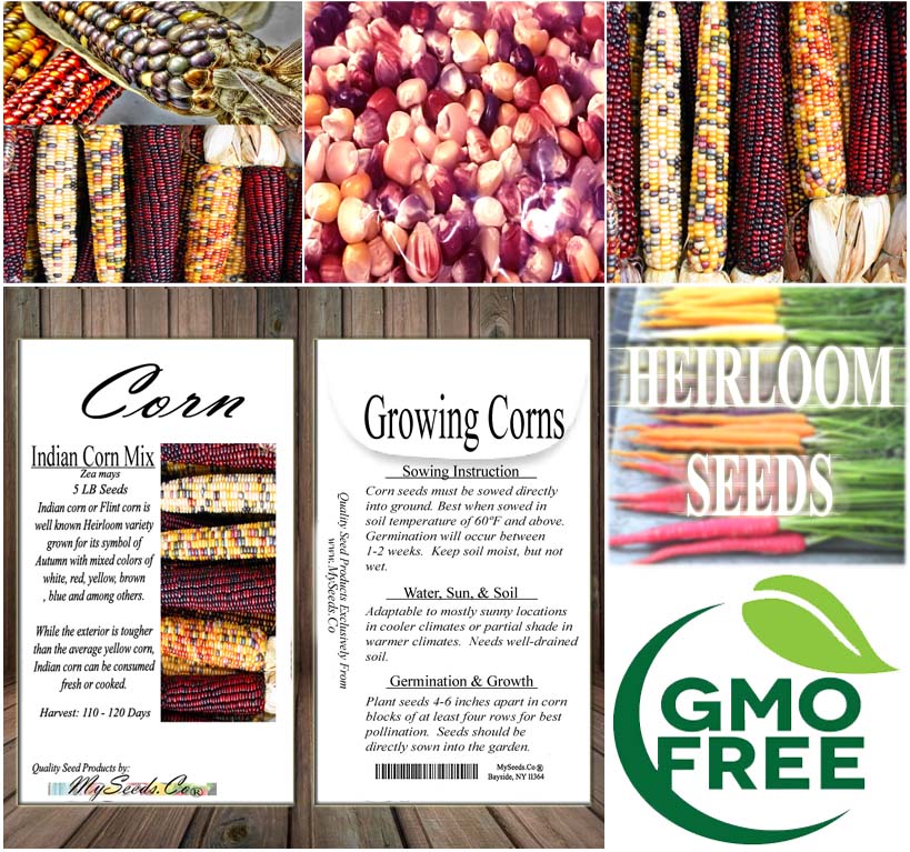 Indian Corn - Oldest varieties of Heirloom Corns (Zea mays)