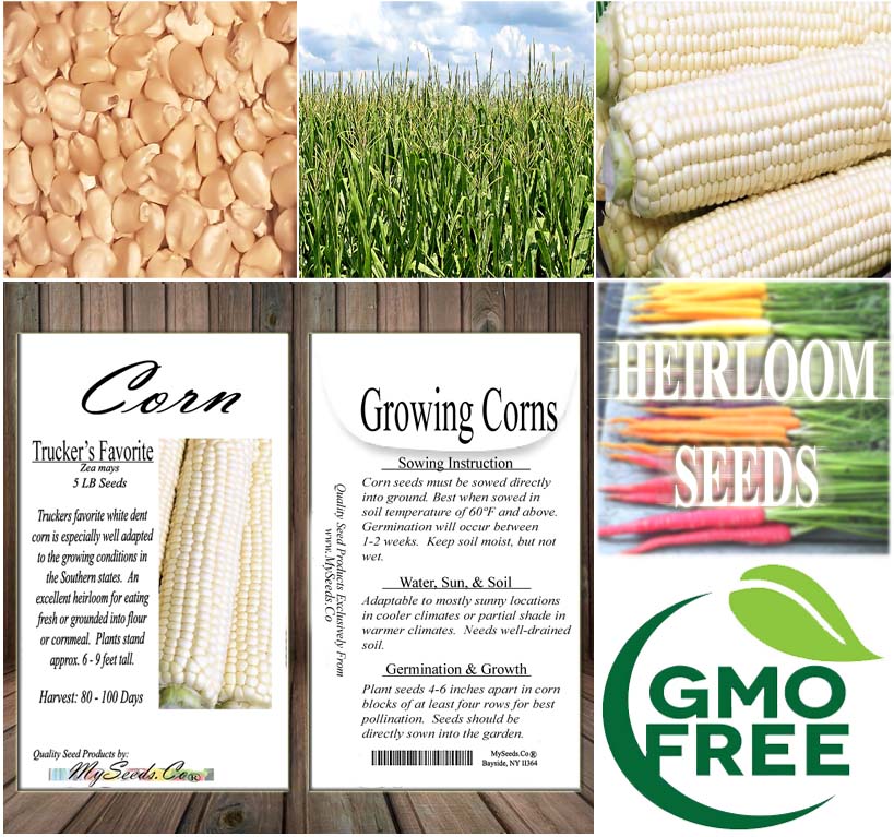 Trucker's Favorite (White Dent Corn - Heirloom Corn) (Zea mays)