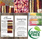 Indian Corn - Oldest varieties of Heirloom Corns (Zea mays)