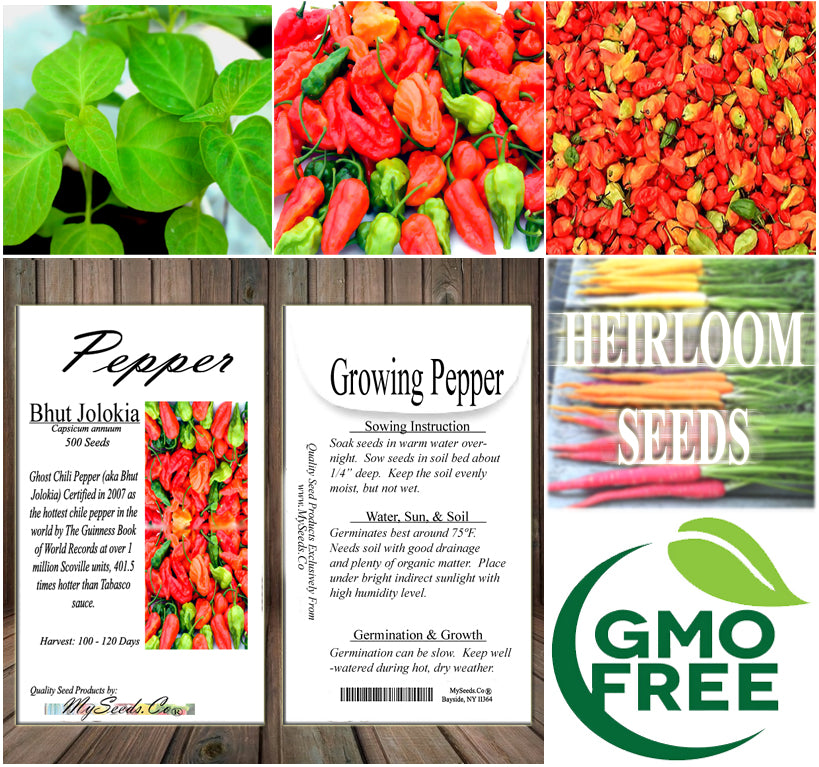 Ghost Pepper / Bhut Jolokia Pepper, HOT (Capsicum annuum)