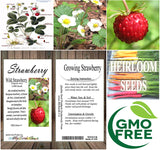 Fragaria vesca (Wild Strawberry, Woodland Strawberry, Alpine Strawberry, European Strawberry, Fraise des bois)