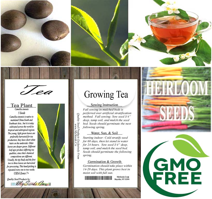 Camellia sinensis (Tea, Tea Plant, Tea Camellia)