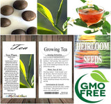 Camellia sinensis (Tea, Tea Plant, Tea Camellia)