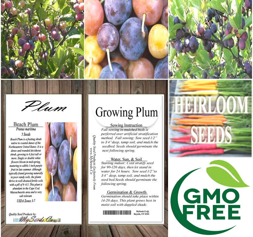 Prunus maritima (Beach Plum)