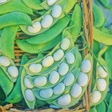 Burpee Improved Bush , Lima Bean (Phaseolus lunatus)