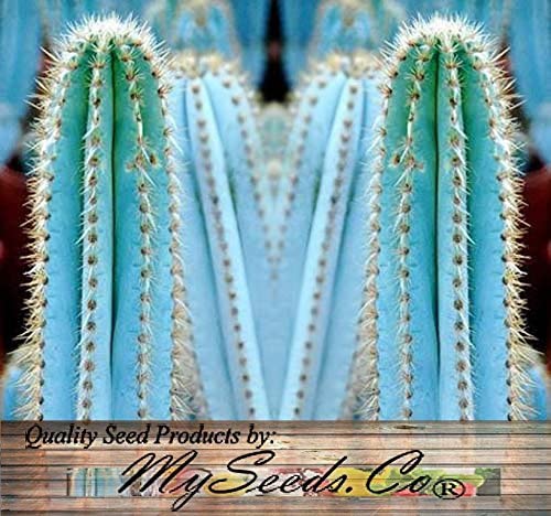 Pilosocereus Blue Rare Cactus Mix