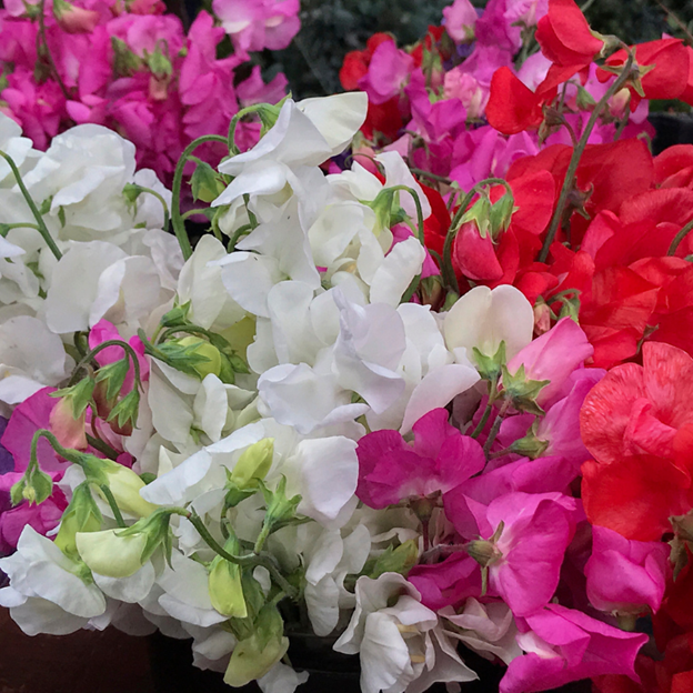 LATHYRUS odoratus 'Mammoth Mix' (Annual Sweet Pea, Long Stemmed - Mammoth Mix)