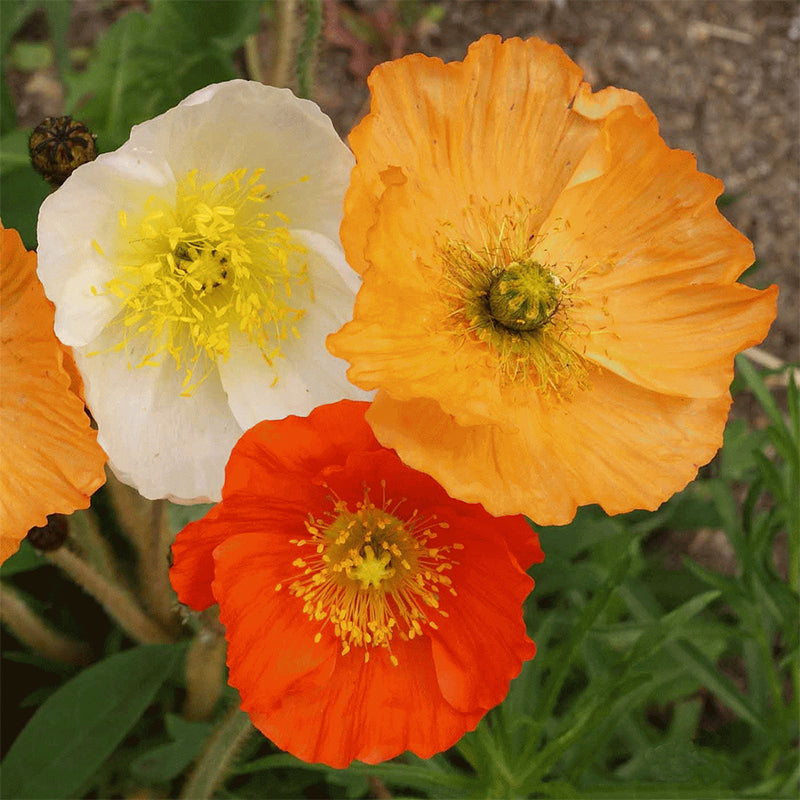 PAPAVER nudicaule (Iceland Poppy)