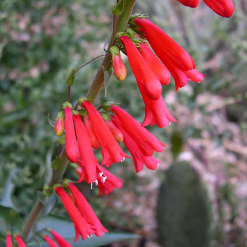 PENSTEMON eatonii (Eaton's Penstemon)