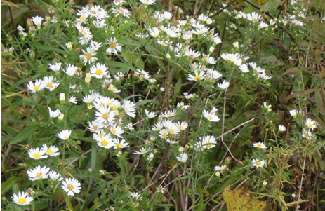 ASTER pilosus (Frost Aster)