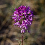 CLEOME serrulata (Rocky Mountain Beeplant)