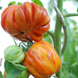 Old German Tomato, Standard (Slicing) Tomato (Lycopersicon esculentum)