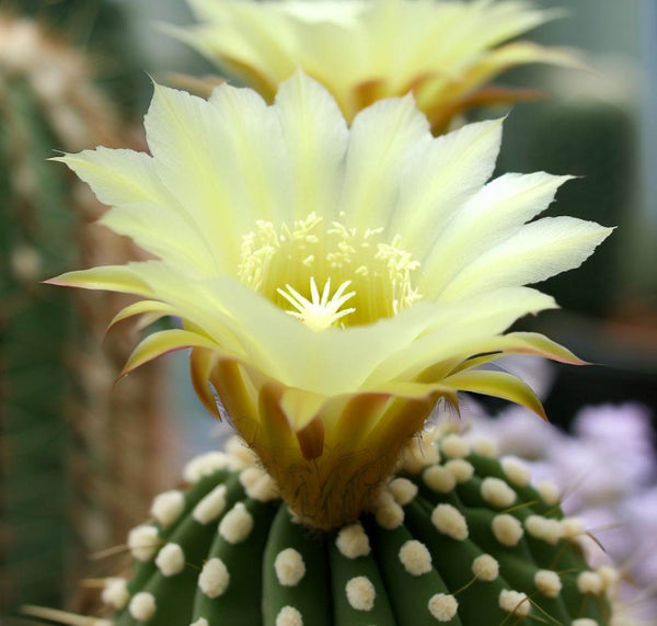 Acanthocalycium klimpelianum - Cactus Seeds – MySeedsCo