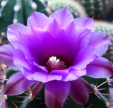 Acanthocalycium violaceum var. Violet - Deep violet flower color - Cactus Seeds