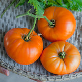 Kentucky BeefsteakTomato, Standard (Slicing) Tomato (Lycopersicon esculentum)