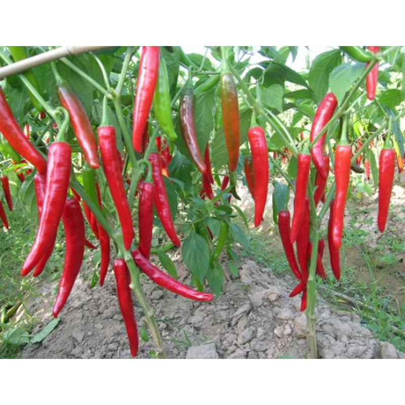 Cow Horn Red Pepper, HOT (Capsicum annuum)