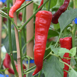 Cow Horn Red Pepper, HOT (Capsicum annuum)