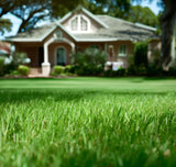 Highlander Turf Bermuda Grass Seed - Hulled & Coated (Grass Seed)