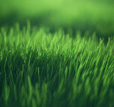 Highlander Turf Bermuda Grass Seed - Hulled & Coated (Grass Seed)