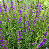 Hyssop (Hyssopus officinalis)