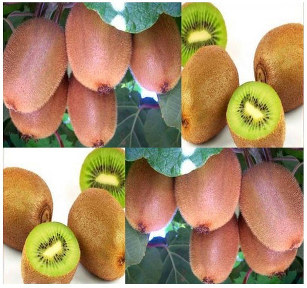 Actinidia chinensis (Chinese Kiwi, Chinese Gooseberry, Kiwi-Berry, Yan –  MySeedsCo