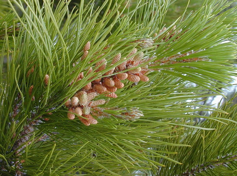 Pinus radiata (Radiata Pine, Monterey Pine, Insignis Pine)