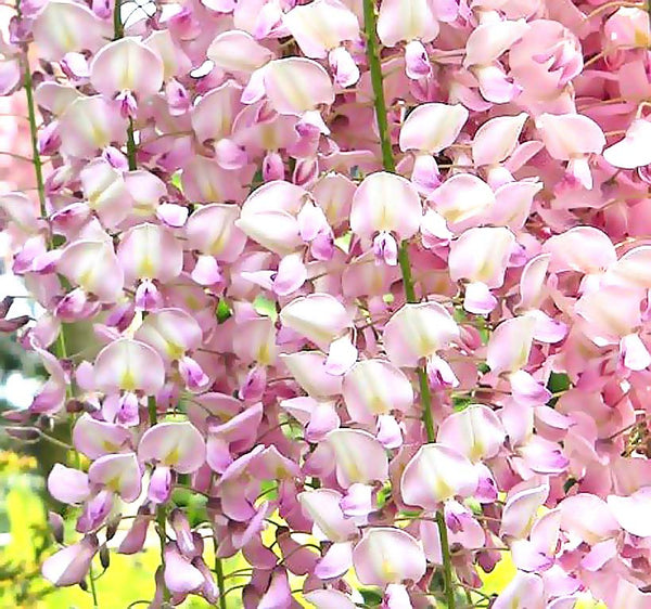 Wisteria floribunda Pink (Pink Wisteria, Japanese Pink Wisteria) – MySeedsCo