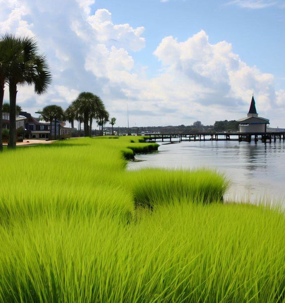 planting pensacola bahia grass seed Pensacola Bahia Grass Seed