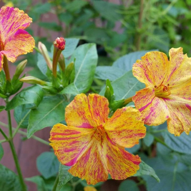 MIRABILIS jalapa (Four O'Clock, Broken Colors) - Bicolor Mix