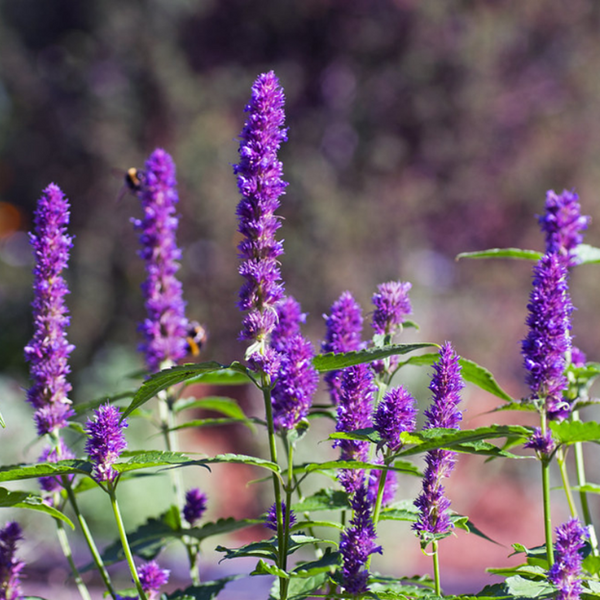 lavender hyssop plant AGASTACHE foeniculum (Lavender Hyssop, Anise Hyssop) 1 oz (~ 93750 Seeds)