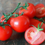 Siberian Tomato, Standard (Slicing) Tomato (Lycopersicon esculentum)
