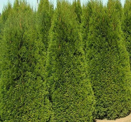 Thuja orientalis (Oriental Arborvitae, Platycladus orientalis, Thuja acuta, Biota orientalis) Trial Packet Size (2 Grams ~85 Seeds)