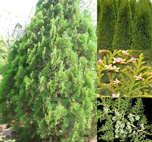 Thuja orientalis (Oriental Arborvitae, Platycladus orientalis, Thuja acuta, Biota orientalis) Trial Packet Size (2 Grams ~85 Seeds)