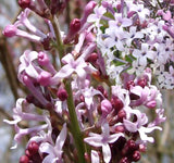 Syringa microphylla (Littleleaf  Lilac)