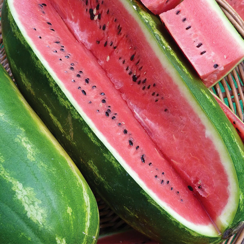 Jubilee Watermelon (Citrullus lanatus)