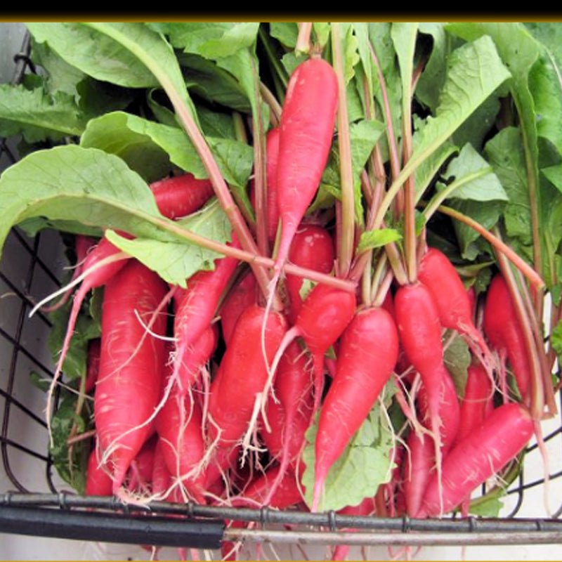Bartender Red Radish (Raphanus sativus)