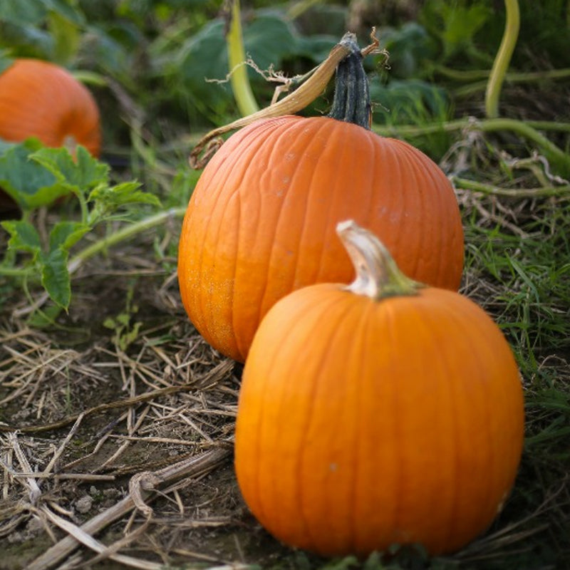 Small Sugar Pumpkin (Cucurbita maxima)