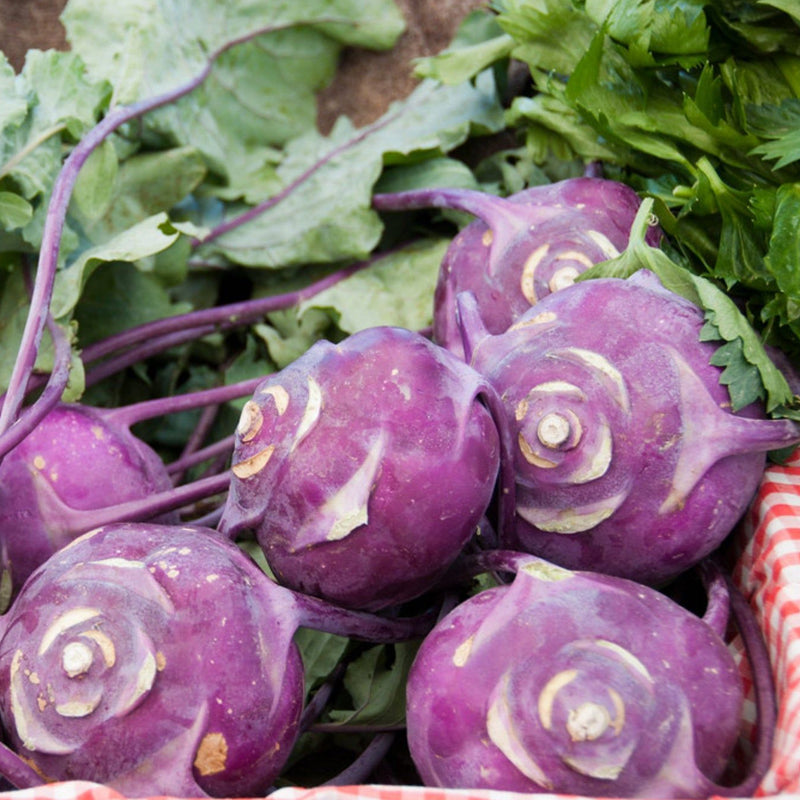 Purple Vienna Kohlrabi (Brassica oleracea)