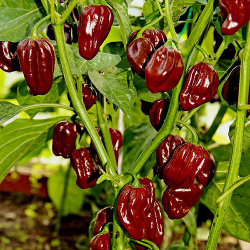 Habanero Chocolate Pepper, HOT (Capsicum annuum)