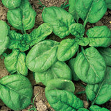 Monstrueux de Viroflay Spinach (Tetragonia tetragonoides)