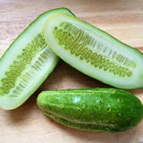 Boston Cucumber, Pickling (Cucumis sativus)