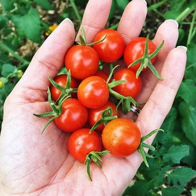 Red Cherry Small Tomato, Cherry Tomato (Lycopersicon esculentum)