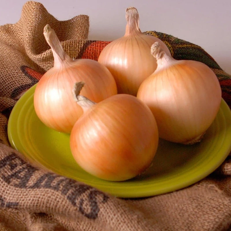 Texas Early Grano 502 Onion, Short-Day (Allium cepa)