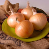 Texas Early Grano 502 Onion, Short-Day (Allium cepa)
