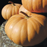 Long Island Cheese Pumpkin (Cucurbita maxima)