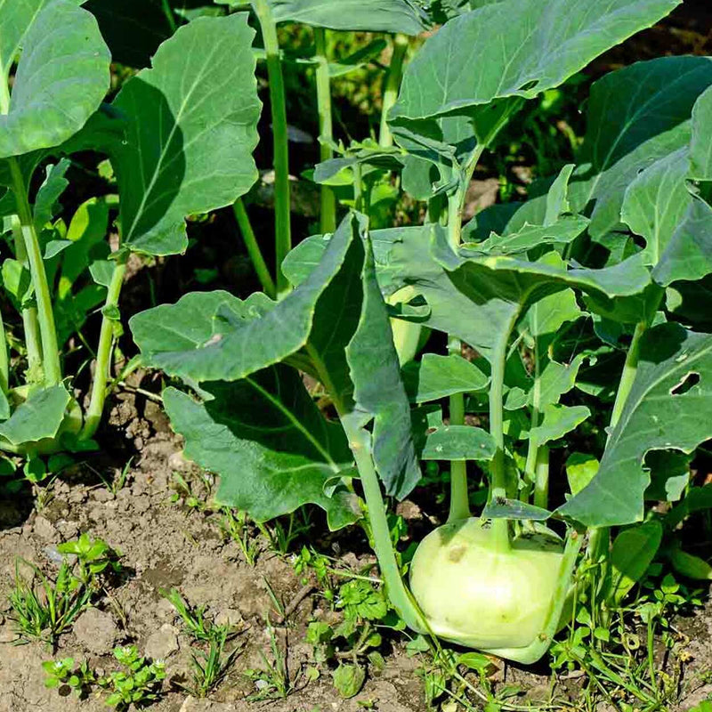 White Vienna Kohlrabi (Brassica oleracea)