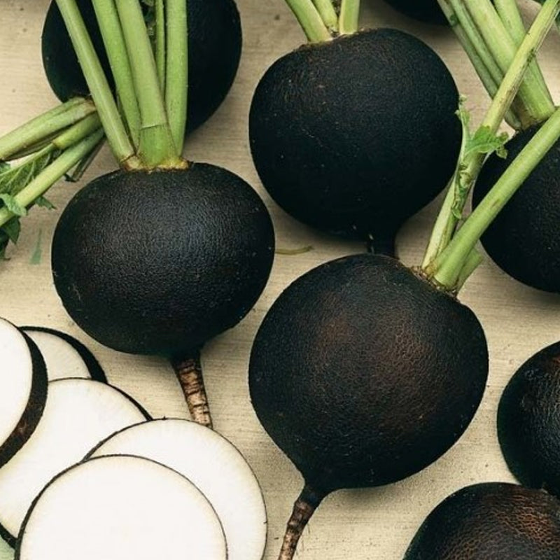 Black Spanish Round Radish (Raphanus sativus)