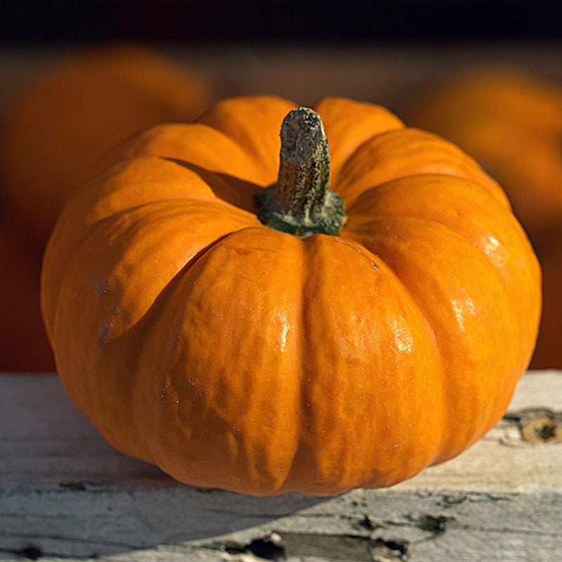 Jack Be Little Pumpkin (Cucurbita maxima)