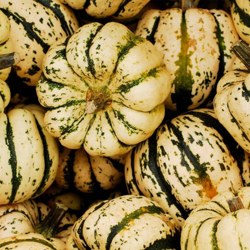 Sweet Dumpling Squash, Winter (Cucurbita maxima)