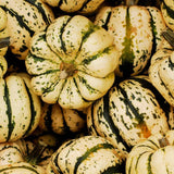 Sweet Dumpling Squash, Winter (Cucurbita maxima)